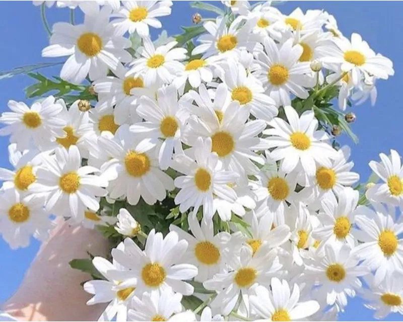 Trái ngược với vẻ ngoài mỏng manh như những bông tuyết, hoa cúc luôn tràn đầy sức sống.